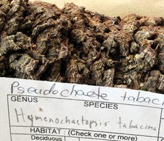Hydnoporia tabacina image