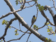 Setophaga americana image