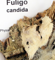 Fuligo septica candida