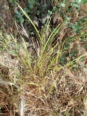 Lolium rigidum