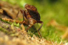 Hammerschmidtia ferruginea