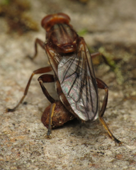 Hammerschmidtia ferruginea