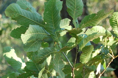Quercus segoviensis