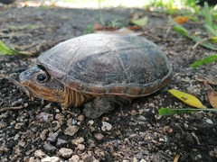 Claudius angustatus