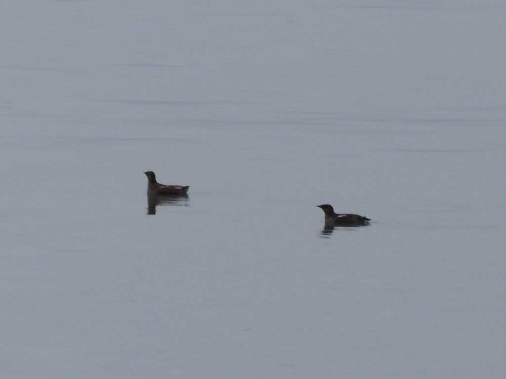 Marbled Murrelet