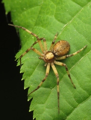 Philodromus aureolus