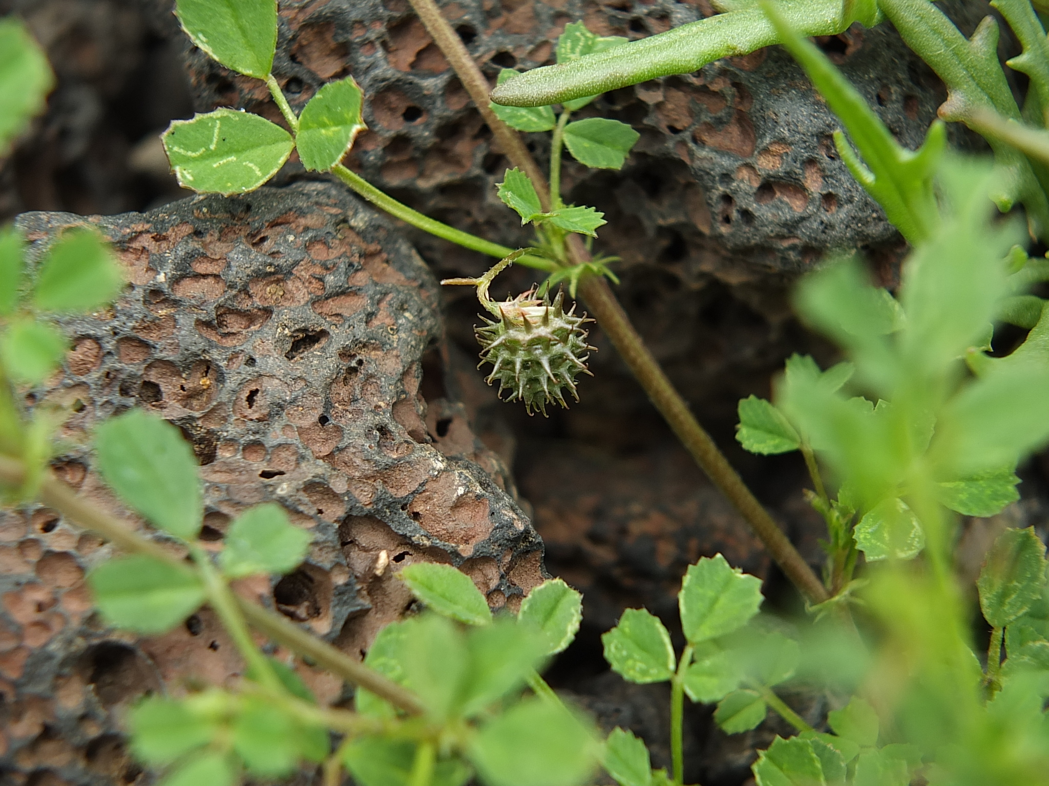 Medicago laciniata