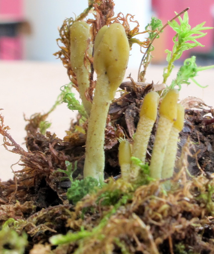 Microglossum griseoviride