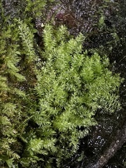 Isopterygiopsis muelleriana