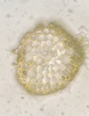 Isopterygiopsis muelleriana