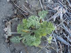 Daucus pumilus