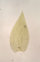 Isopterygiopsis muelleriana