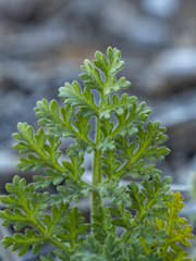 Daucus pumilus