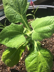 Smallanthus sonchifolius