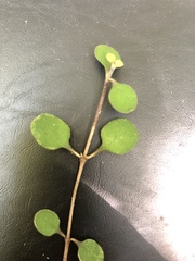Coprosma rhamnoides