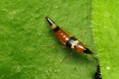 Lordithon lunulatus