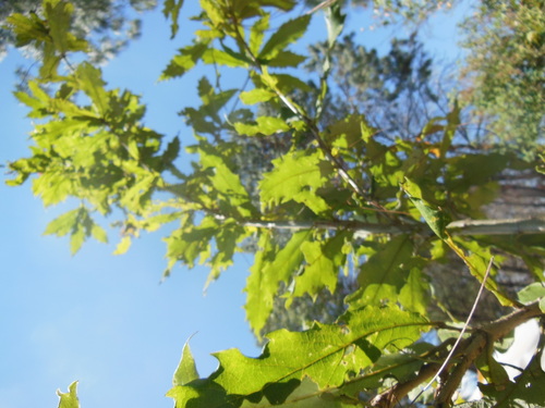 Quercus vicentensis