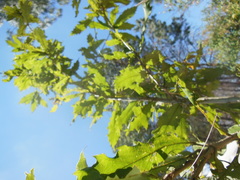 Quercus vicentensis