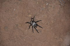 Idiommata scintillans