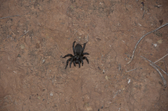 Idiommata scintillans