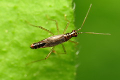 Dicyphus constrictus