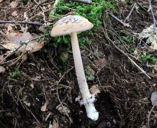 Amanita ramosa image