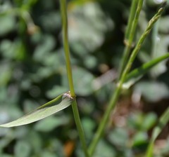 Lolium rigidum