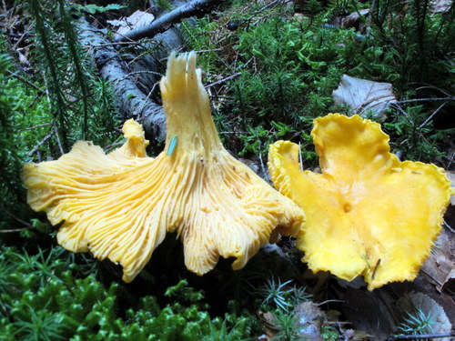 Cantharellus phasmatis image