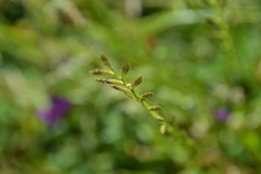 Lolium rigidum