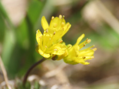 Draba aizoides