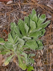 Chrysopsis gossypina