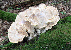 Meripilus sumstinei image