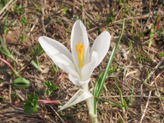 Crocus neapolitanus