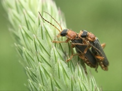 Cantharis lateralis