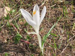 Crocus neapolitanus