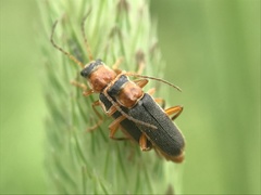Cantharis lateralis
