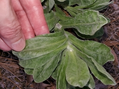 Chrysopsis gossypina