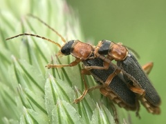 Cantharis lateralis