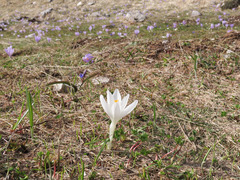 Crocus neapolitanus
