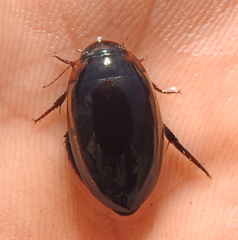 Hydaticus seminiger
