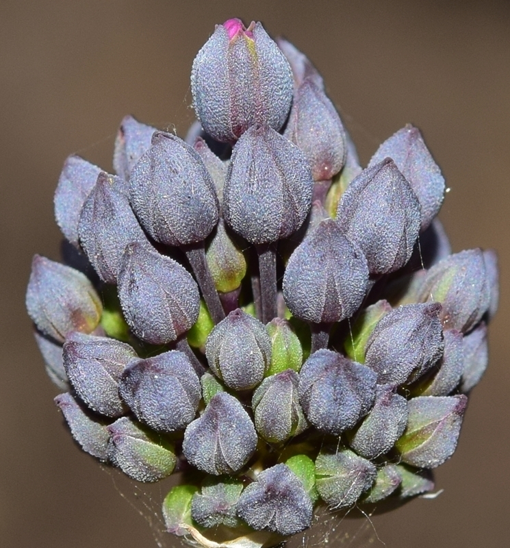 Allium melananthum