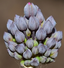 Allium melananthum - Photo (c) faluke, algunos derechos reservados (CC BY-NC), subido por faluke