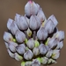 Allium melananthum - Photo (c) faluke,  זכויות יוצרים חלקיות (CC BY-NC), הועלה על ידי faluke