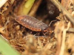 Porcellionides aternanus