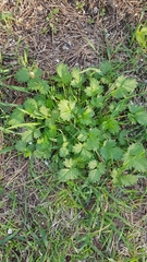 Potentilla norvegica