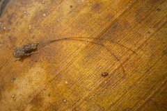 Arecopais spectabilis