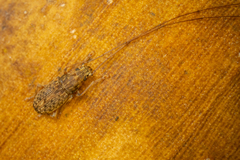 Arecopais spectabilis