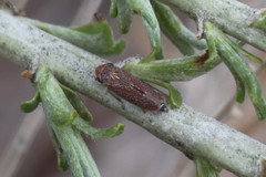 Graphocephala uhleri