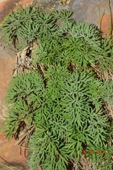 Athamanta vayredana
