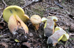 Lanmaoa pseudosensibilis image